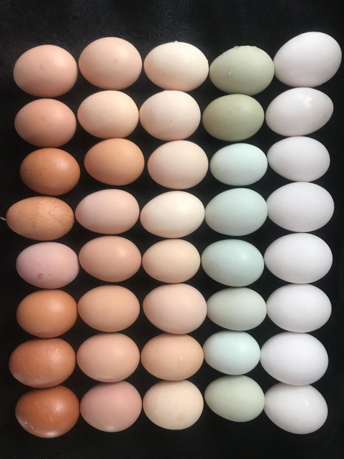 My mom's chicken ran out of paint - Hen, Eggs, The photo, Reddit