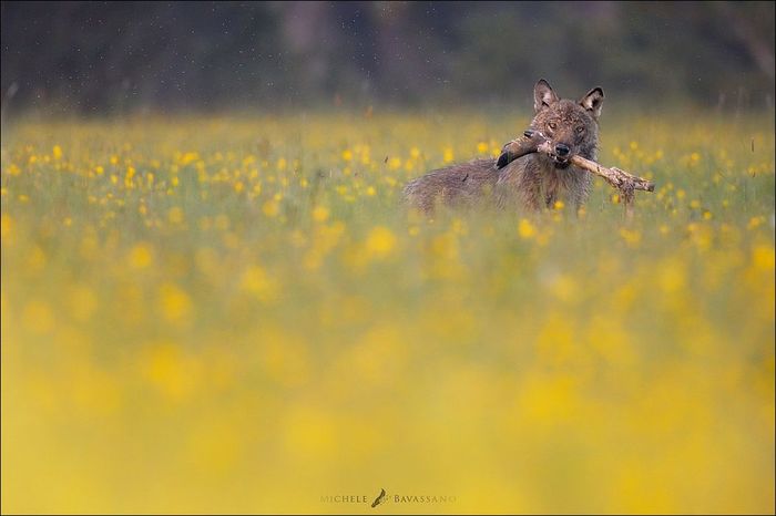 poor antelope - Wolf, Antelope, , Dandelion, Predator, Anti-vegetarianism