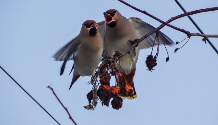 Fight for the berry - My, Birds, Waxwing, Battle, The photo