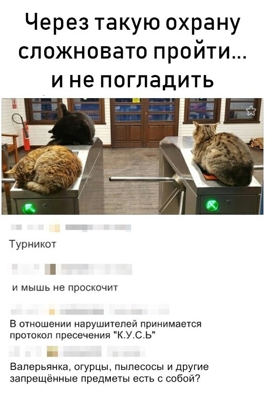 Охрана - Кот, Юмор, Охрана, Котомафия