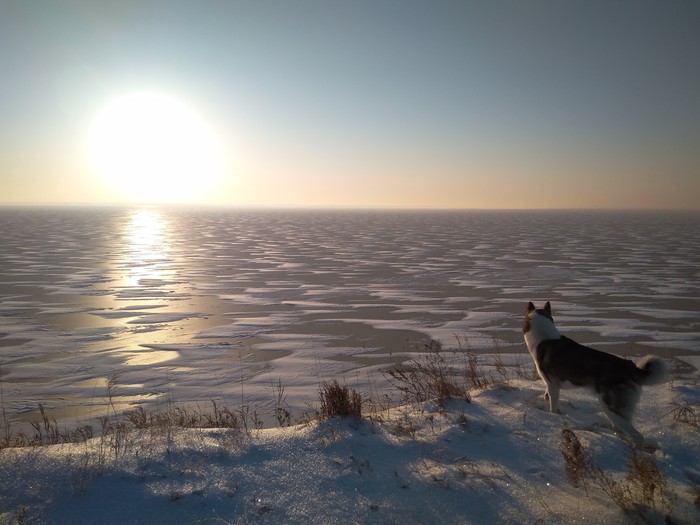Good morning - Mobile photography, The sun, Morning, Winter, Snow, Ob sea, Dog
