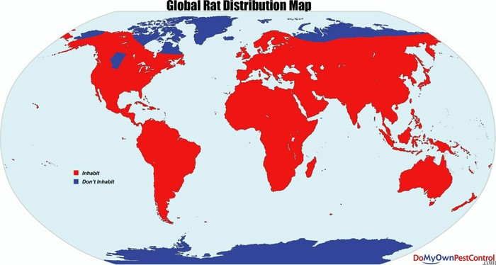 rat winners - Canada, Rat