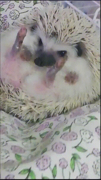      , , Hedgehog, 