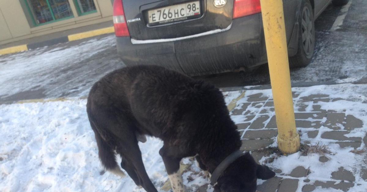 Прием собаки. Приют для животных в Душанбе. Приют для собак в СПБ потеряшка. В Красноперекопске есть приют для собак которые потеряшки. Временный пристрой животных в Выксе.