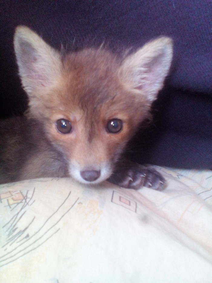 Лисьих историй пост. Лиса, Животные, Длиннопост