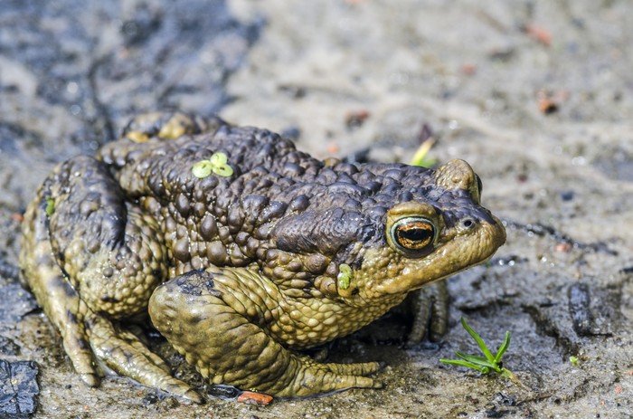 Toad - My, Macro photography, Macro, Toad, Amphibian