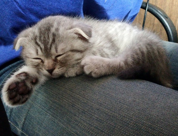 What is the cat doing - Kittens, cat, Longpost, Scottish lop-eared