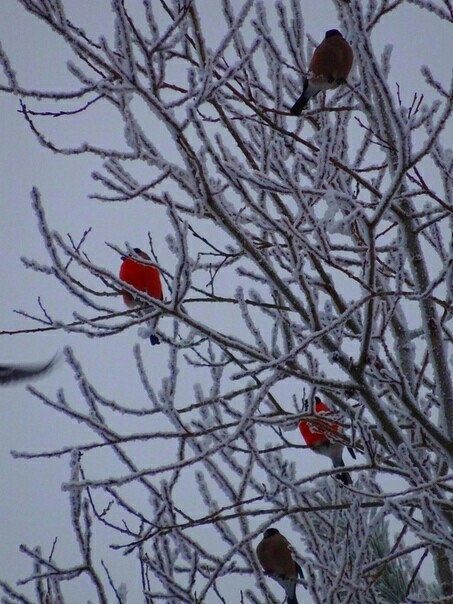 Handsome men - Birds, Bullfinches, Winter, Longpost