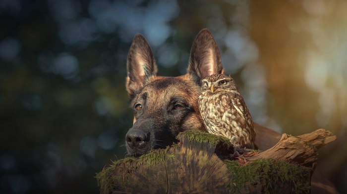 Faithful friends - Sheepdog, German Shepherd, Owl, Animals, friendship, Friends, The photo