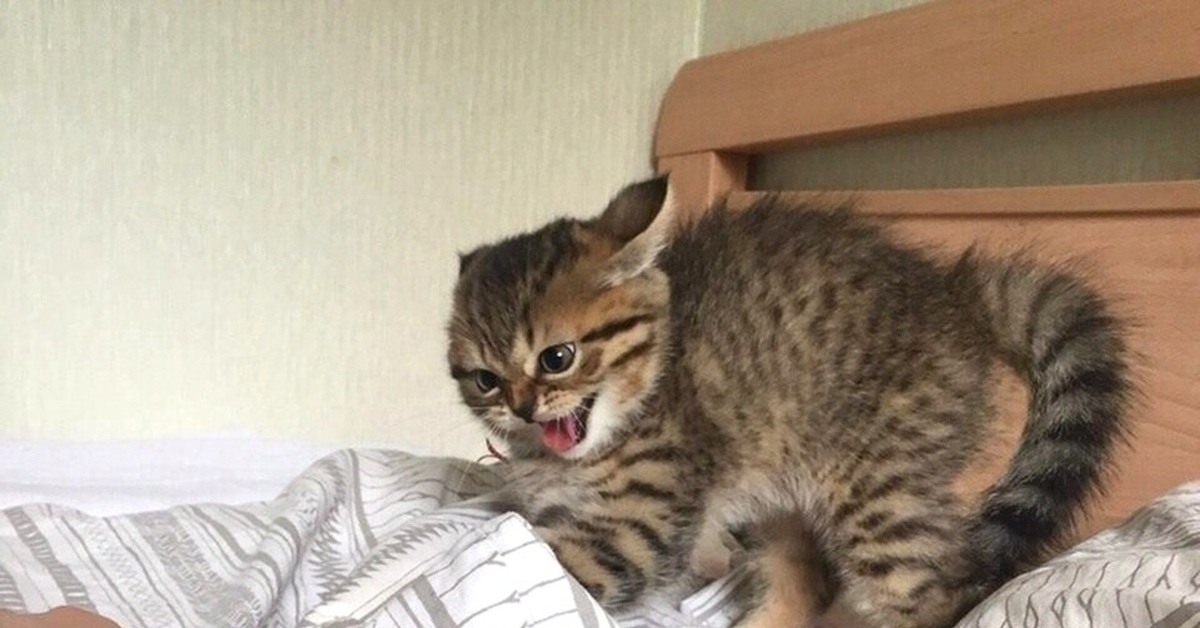 Злюся шпиц