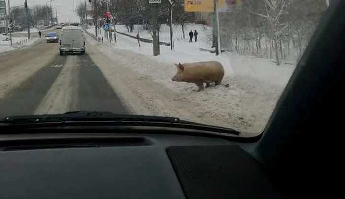 В Ровно по улицам бегал символ наступающего Нового года Свинья, Ровно, Год свиньи, Украина, Домашние животные