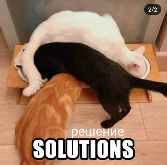 Проблема - решение Кот, Животные, 9GAG