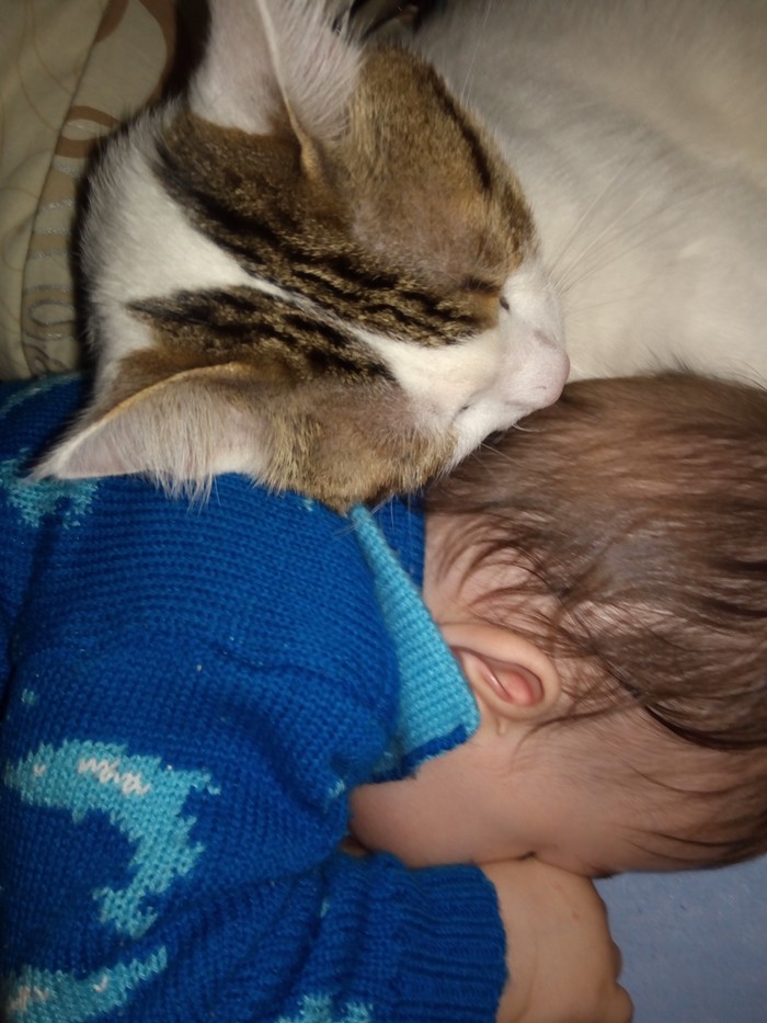Два котёнка спят Кот, Дети, Милота