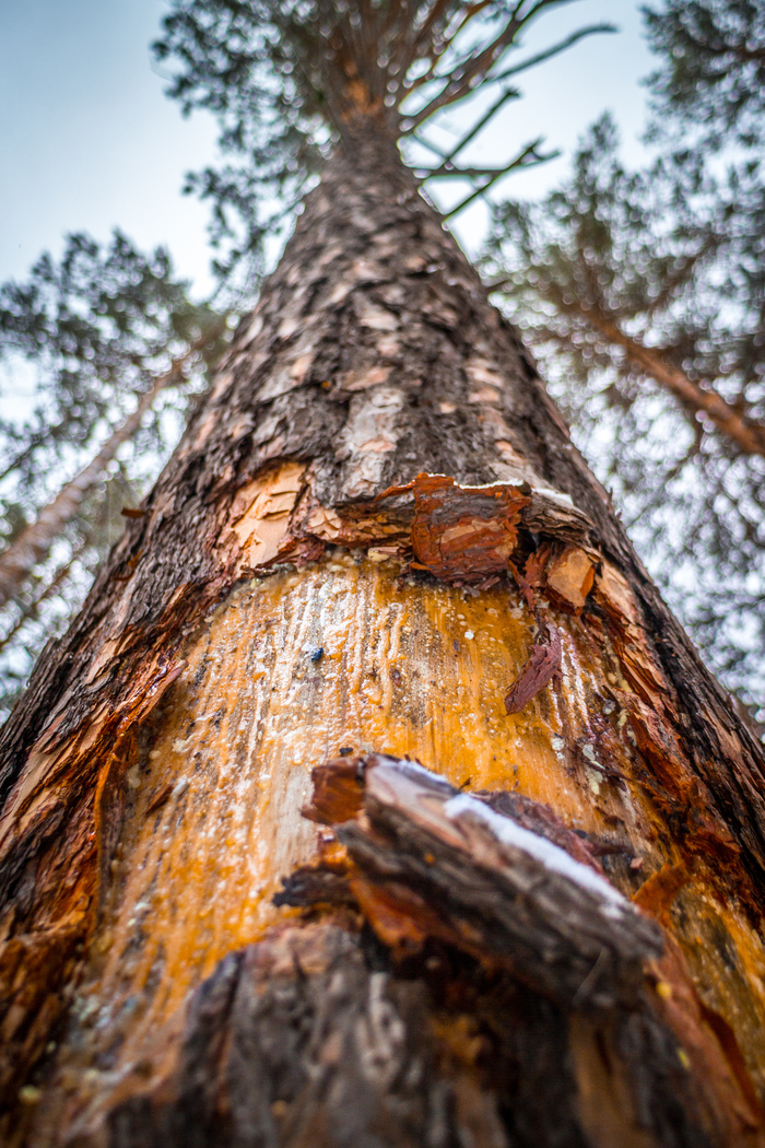 Гигантам тоже бывает больно Лес, Дерево, Фотография