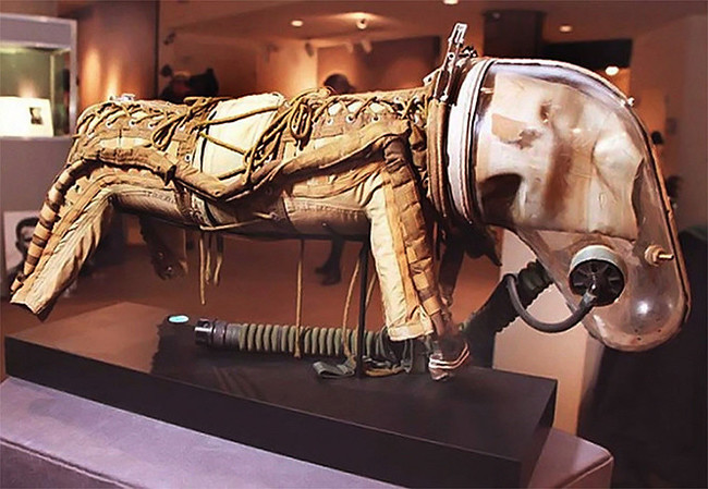 Хочу все знать! #55. Что носили советские собаки в космосе: те самые скафандры Белки и Стрелки. Хочу все знать, Космос, Испытание, Собака, Белка и Стрелка, Скафандр, Длиннопост