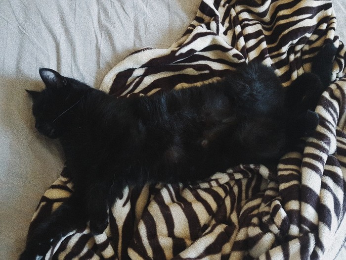 My cat only sleeps like this - Catomafia, cat, Longpost, Black cat