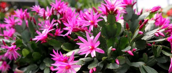 Christmas cactus, how do you like it? - My, Garden, Garden, Dacha, Longpost