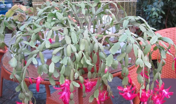 Christmas cactus, how do you like it? - My, Garden, Garden, Dacha, Longpost