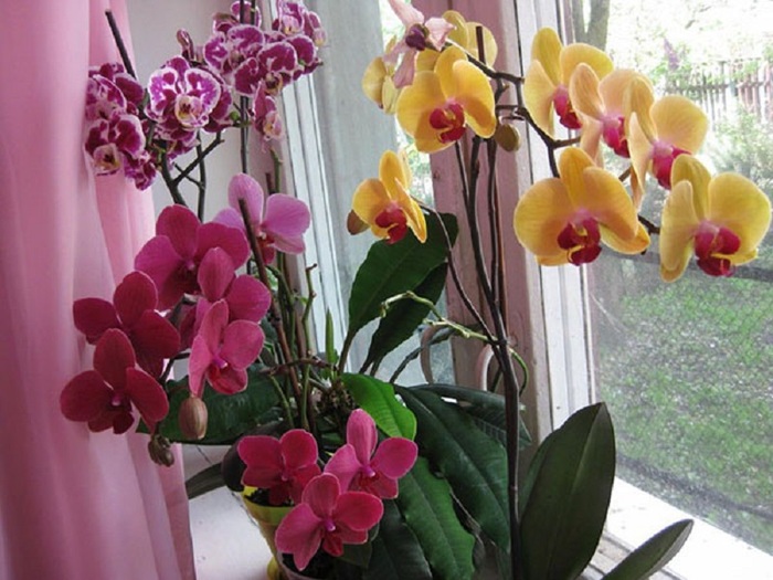 Орхидеи на окне Фаленопсис, Орхидеи, Цветы, Содержание, Длиннопост