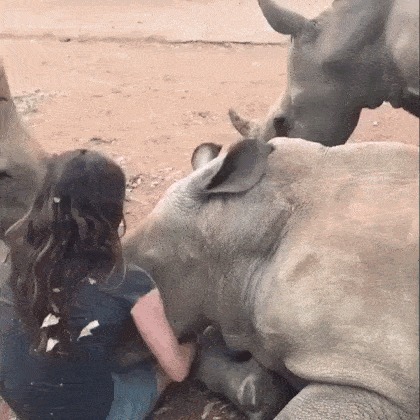 Носороги тоже любят....
