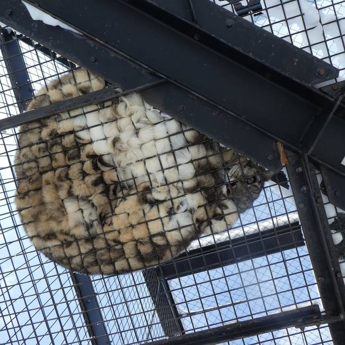 Barsik in a cage. Bottom view. - Snow Leopard, Milota, Positive