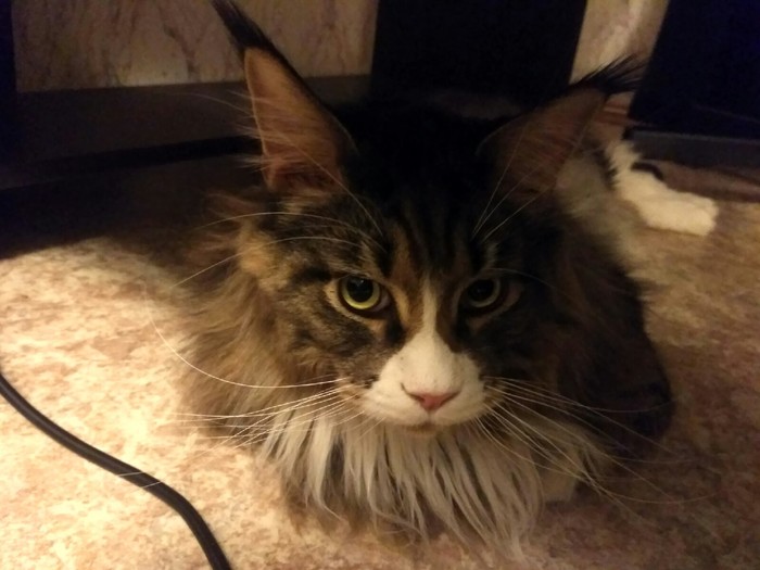Maine Coon in the house - it's wool! - My, Maine Coon, Wool, , cat, Longpost