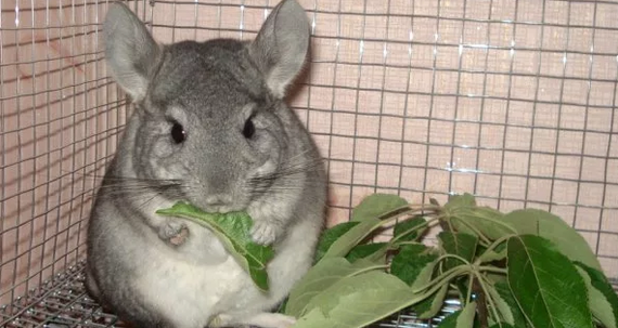 Chinchilla food in the wild - Chinchilla, Milota, Pet, Pets, Pet, , Longpost