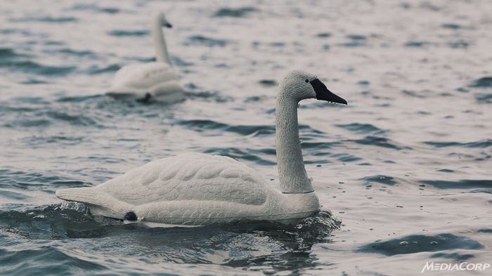 artificial swans - Swans, Robot, Singapore, Nature, Greenpeace