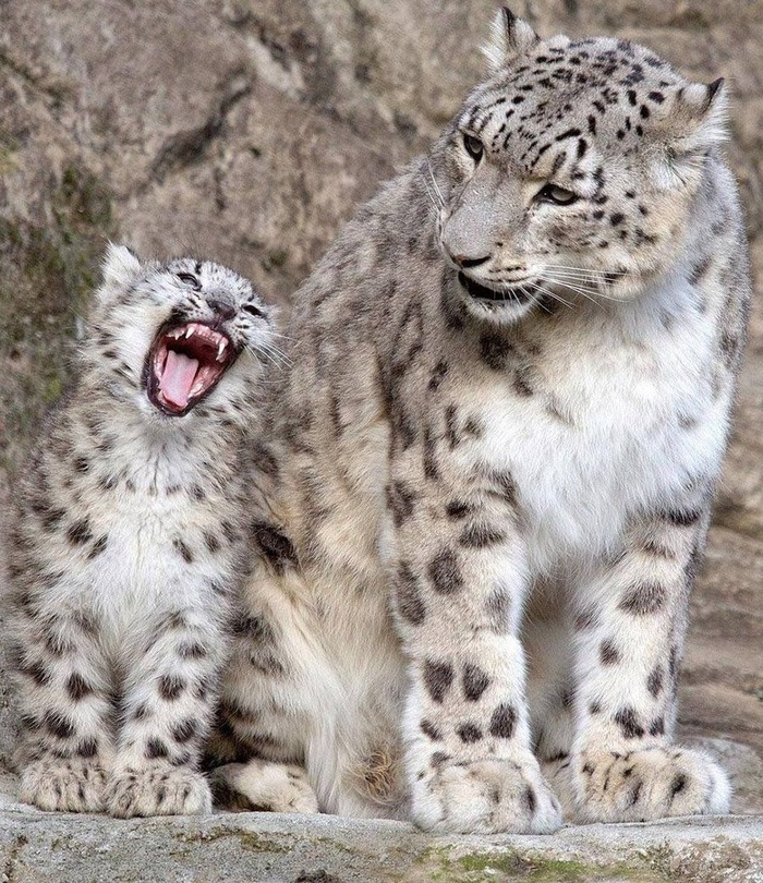 Well mom ... - The photo, Snow Leopard, Young, Animals