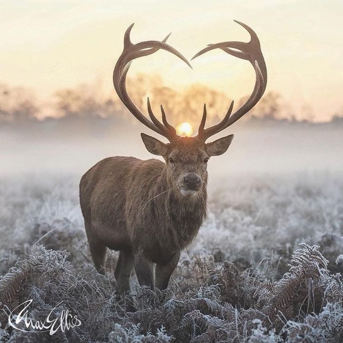 ���� ������