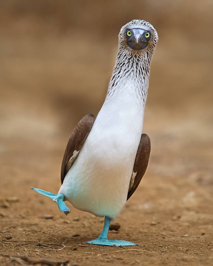 Stylish, fashionable, youth - Birds, The photo, Blue-footed booby