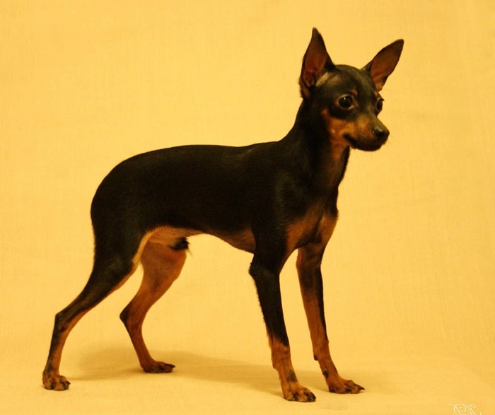 ������� � ��������