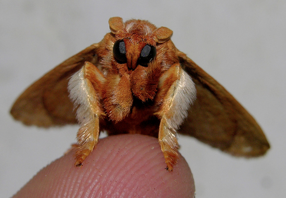 Venezuelan Moth Poodle - Moth, Miracle, Fluffy, Milota, Longpost, Macro photography, Insects