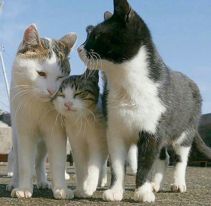 Family photo - Mum, Father, A son, Family, Animals, Pets, The photo, cat