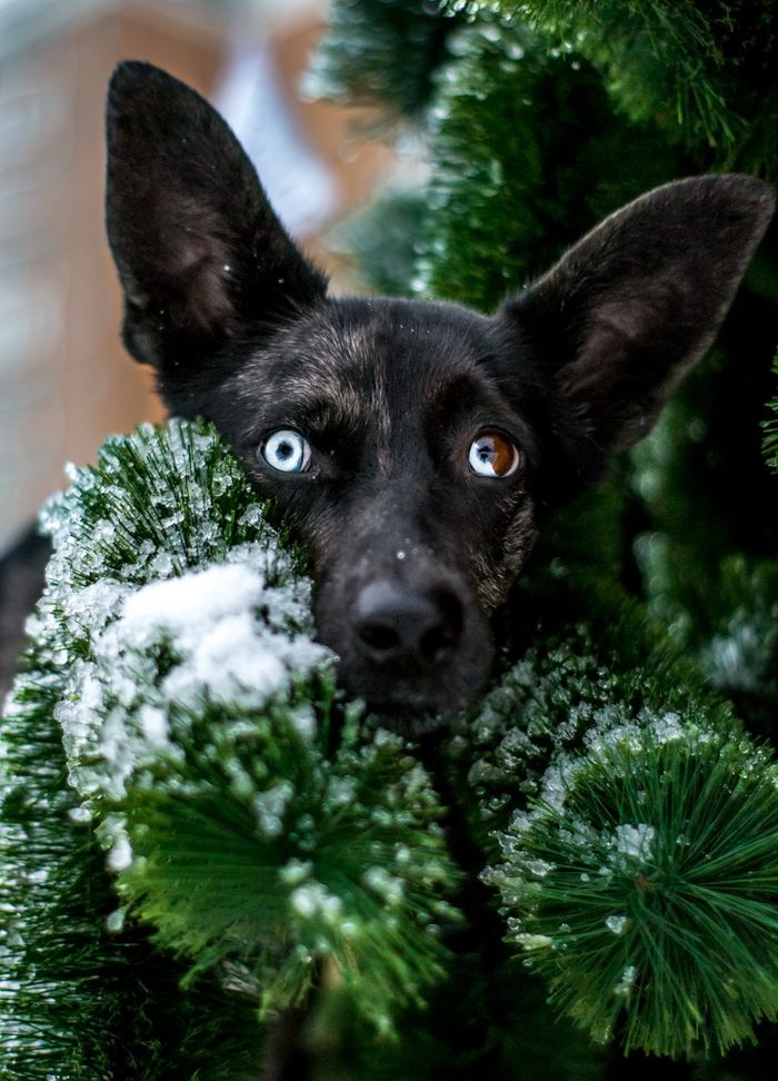 A little winter-Christmas atmosphere from my dog - My, Dog, Heterochromia, Blue eyes, Unusual, New Year, Beginning photographer, , Beautiful, Longpost