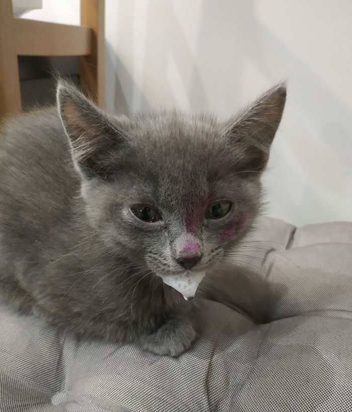 SCHRODINGER'S CAT, or Panleukopinia in a kitten 2 months old. - My, Russian blue, Panleukopenia, Distemper, Veterinary, Happy end, Longpost