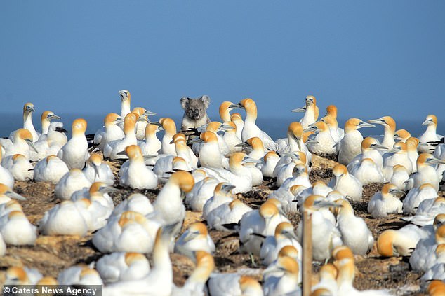 Koala had the wrong party - Koala, Cormorants, In the animal world, The photo