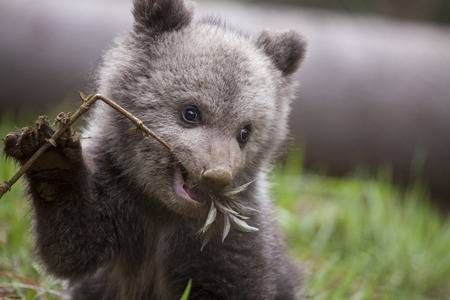 delicious twig - The Bears, Young, Milota, Animals, Branch, The photo
