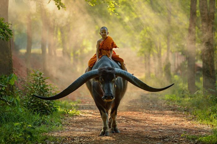 The boy on the buffalo. Siam - Thailand, Buffalo, Children, Asia