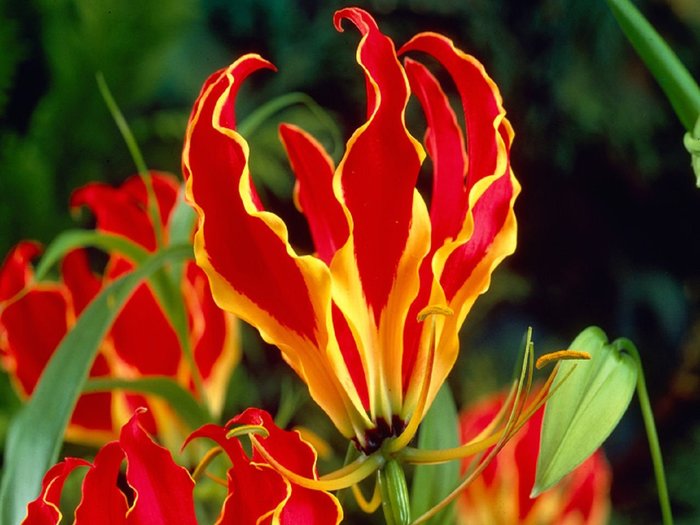 Gloriosa - My, , Curly, Tuberaceae, Houseplants, Bloom, Longpost