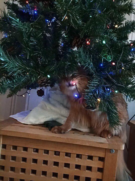 The history of one Christmas tree - My, cat, Christmas tree, New Year, somali cat, Longpost, Somali cat