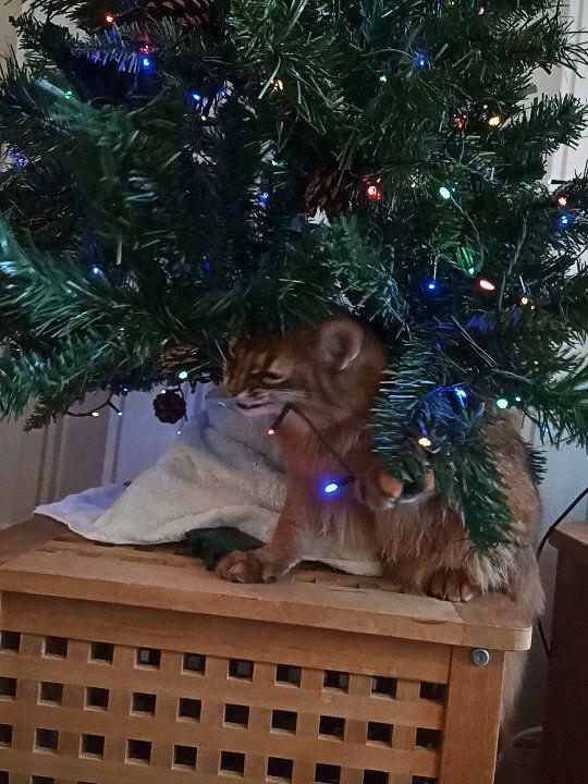 The history of one Christmas tree - My, cat, Christmas tree, New Year, somali cat, Longpost, Somali cat