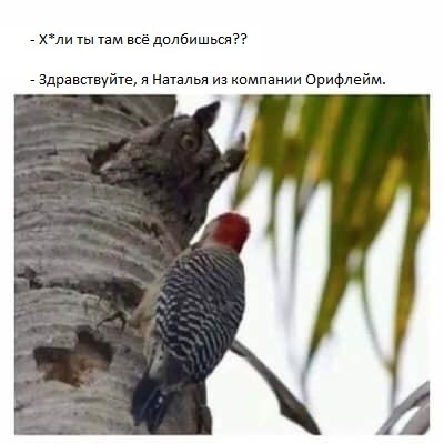 Ох уж эта Наталья - Орифлейм, Природа, Птицы