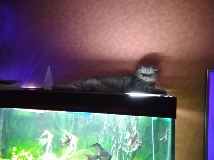 cat - cat, My, Aquarium