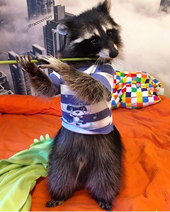 Look, it's like I'm playing the flute - The photo, Raccoon, Flute, Animals, Milota