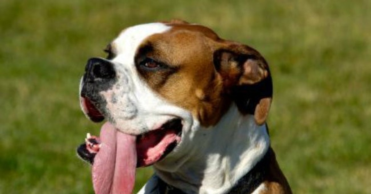 Почему собаки дышат ртом высунув язык