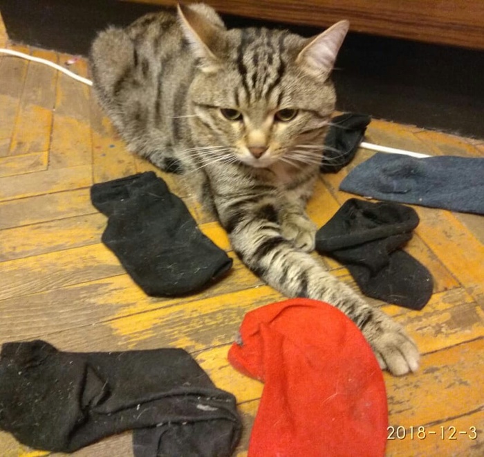 toe king - My, cat, Owner, Socks