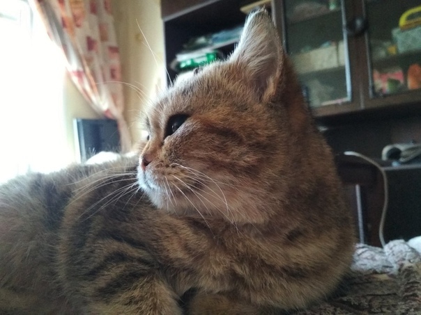 We are looking for a house for a miracle cat - Moscow, Yegoryevsk, cat, Catomafia, No rating, In good hands, Good league, Looking for a home, Video, Longpost