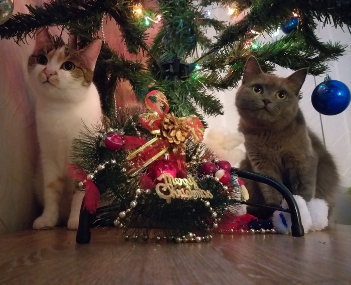 There is no place for gifts, come back next year - My, cat, Catomafia, Christmas tree, , New Year