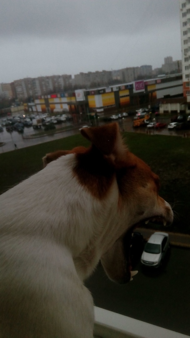 You are next - My, Russia, Krasnodar, Winter, Dog, Jack Russell Terrier, 